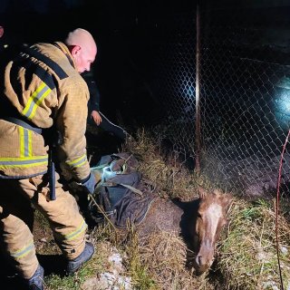 Всеволожские пожарные спасли травмированную лошадку.